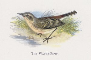 Le Pipit spioncelle - Alexander Francis Lydon